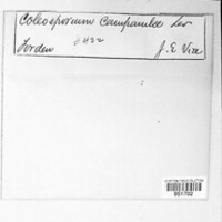 Coleosporium tussilaginis image